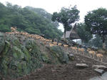 Mouflon_01_R.jpg