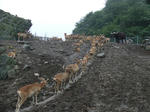 Mouflon_02_R.jpg