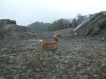 Mouflon_03_R.jpg