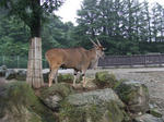 Eland_02_R.jpg