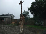 Giraffe_01_R.jpg