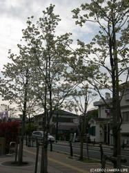 街路樹