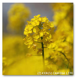 撮影会で撮った菜の花