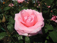 IMG_2748.jpg