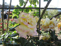 IMG_2752.jpg