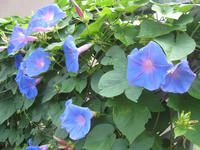 IMG_3121.jpg