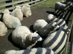 DSCN0412.JPG