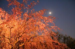 IMG0001_11.jpg
