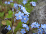 白樺湖の花