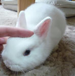 resize0294.jpg