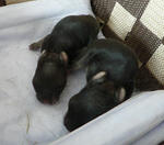 resize0499.jpg