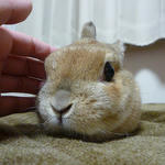 resize0537.jpg