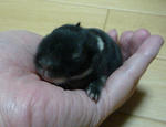 resize0551.jpg