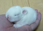 resize0555.jpg