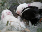 resize0787.jpg