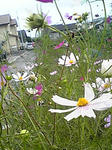 090705_1527~01.JPG