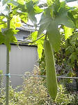 090903_1040~02.JPG