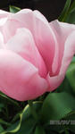 100418_1435_03.jpg