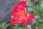 fed438d4.JPG