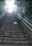 cat on the stairs