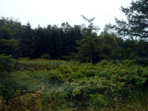 羽幌線分岐跡地
