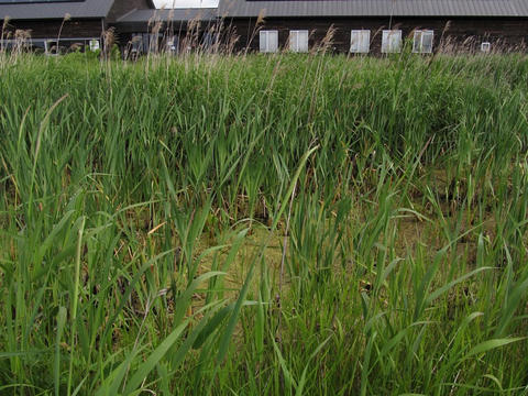 サロベツ湿原