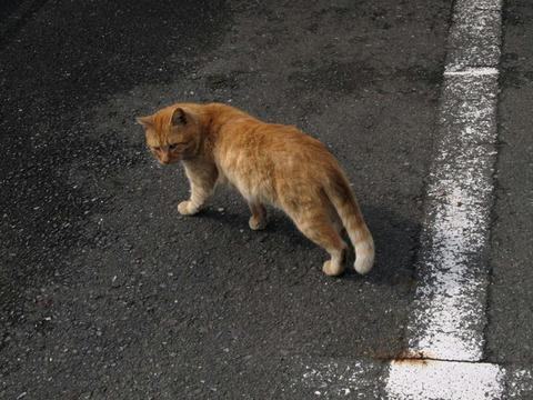 野良猫＠八代駅前