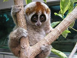 slowloris