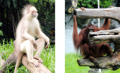 スラバヤ動物園