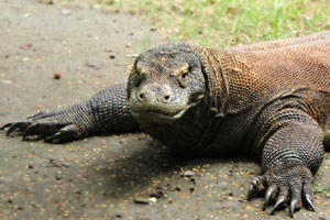 スラバヤ動物園 コモドドラゴン