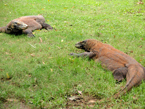 スラバヤ動物園 コモドドラゴン