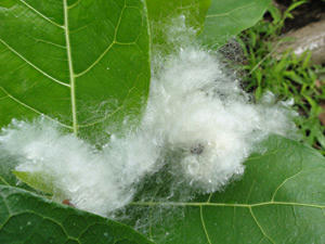 ふわふわの綿