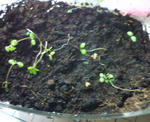 20090716191626.jpg