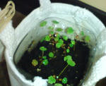 20090918222714.jpg