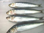 DSCF4038.JPG