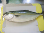 DSCF4682.JPG