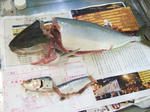 DSCF4687.JPG