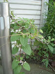 090801.jpg