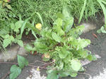 090807.jpg