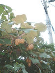 090904.jpg