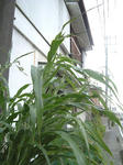 090906.jpg