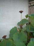 090907.jpg