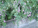 090926.jpg