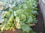 0911125.jpg