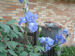 10050903.jpg