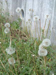 10050917.jpg