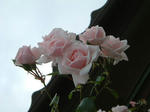 k10060601.jpg