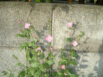10050939.jpg
