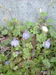 10050929.jpg