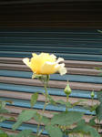 b10060614.jpg